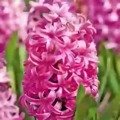 Pink Pearl
